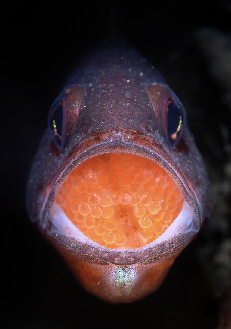 Работа фотографа Talia Greis Caviar, занявшая 2 место в категории Подводный мир фотоконкурса Nature TTL Photographer of the Year 2022