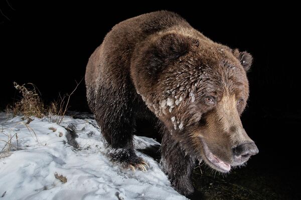 Работа фотографа Geoffrey Reynaud Ice Bear, занявшая 1 место в категории Фотоловушки фотоконкурса Nature TTL Photographer of the Year 2022