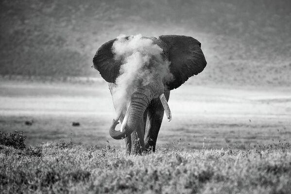 Работа фотографа Michael SnedicAfrican Elephant Puffing Dust, занявшая 2 место в категории Поведение животных фотоконкурса Nature TTL Photographer of the Year 2022