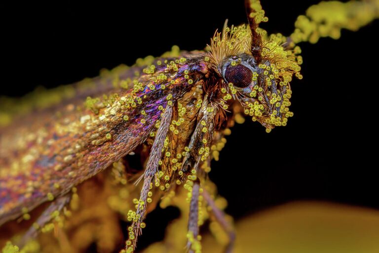 Работа фотографа Tim Crabb Pretty in Pollen, занявшая 2 место в категории Маленький мир фотоконкурса Nature TTL Photographer of the Year 2022