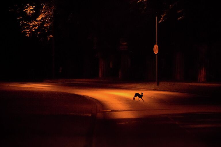 Работа фотографа Jan Piecha City Hare, занявшая 1 место в категории Дикая жизнь в городе фотоконкурса Nature TTL Photographer of the Year 2022