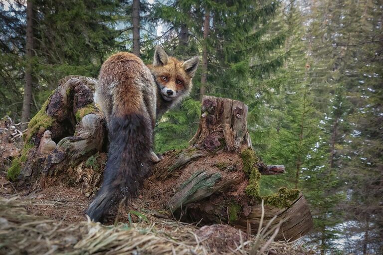 Работа фотографа Matt Engelmann A Moment of Wilderness, занявшая 2 место в категории Дикие портреты фотоконкурса Nature TTL Photographer of the Year 2022