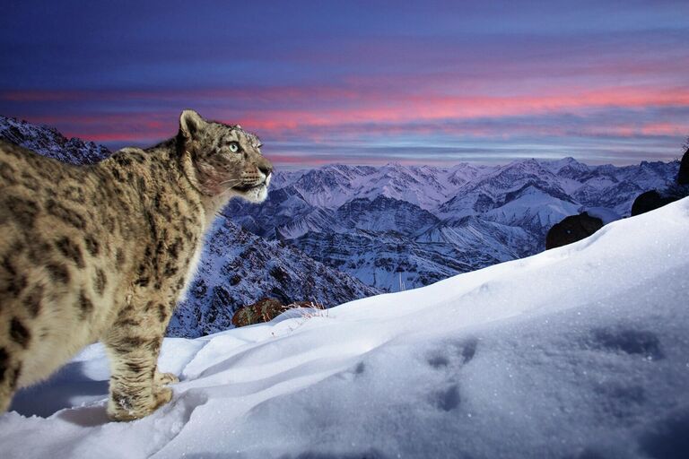 Работа фотографа Sascha Fonseca Top of the World, занявшая 2 место в категории Фотоловушки фотоконкурса Nature TTL Photographer of the Year 2022