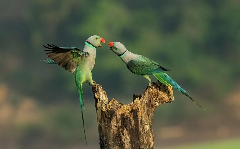 Работа фотографа Achintya Murthy Vantage Points, занявшая 1 место в категории Младше 16 лет фотоконкурса Nature TTL Photographer of the Year 2022