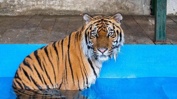 Амурский тигр Гектор в челябинском фонде зоозащиты Спаси меня