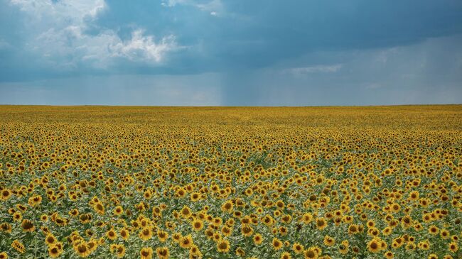 Поля Челябинской области 