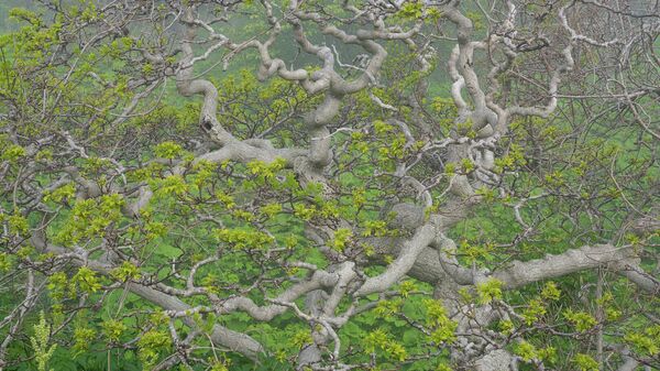 Дерево на острове Монерон