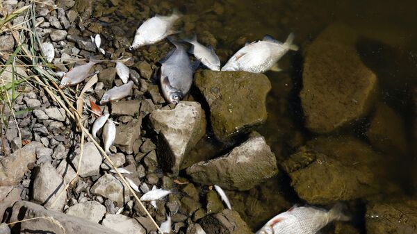 Мертвая рыба на берегу реки Одра