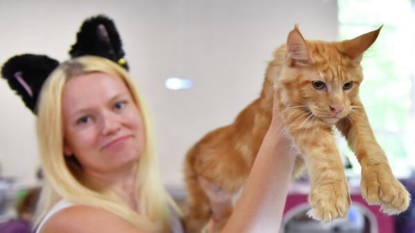 Девушка показывает кошку породы мейн-кун на выставке кошек Баст-Москва в выставочном центре Сокольники