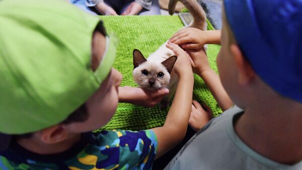 Дети гладят кошку тонкинской породы (тонкинез) на выставке кошек Баст-Москва в выставочном центре Сокольники