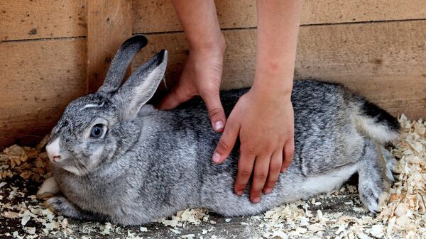 Юный посетитель гладит кролика в первом на Дальнем Востоке контактном зоопарке Садгород, обитателей которого можно кормить, гладить и брать на руки