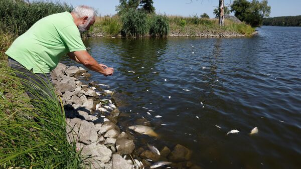 Мертвая рыба на берегу реки Одра в Германии