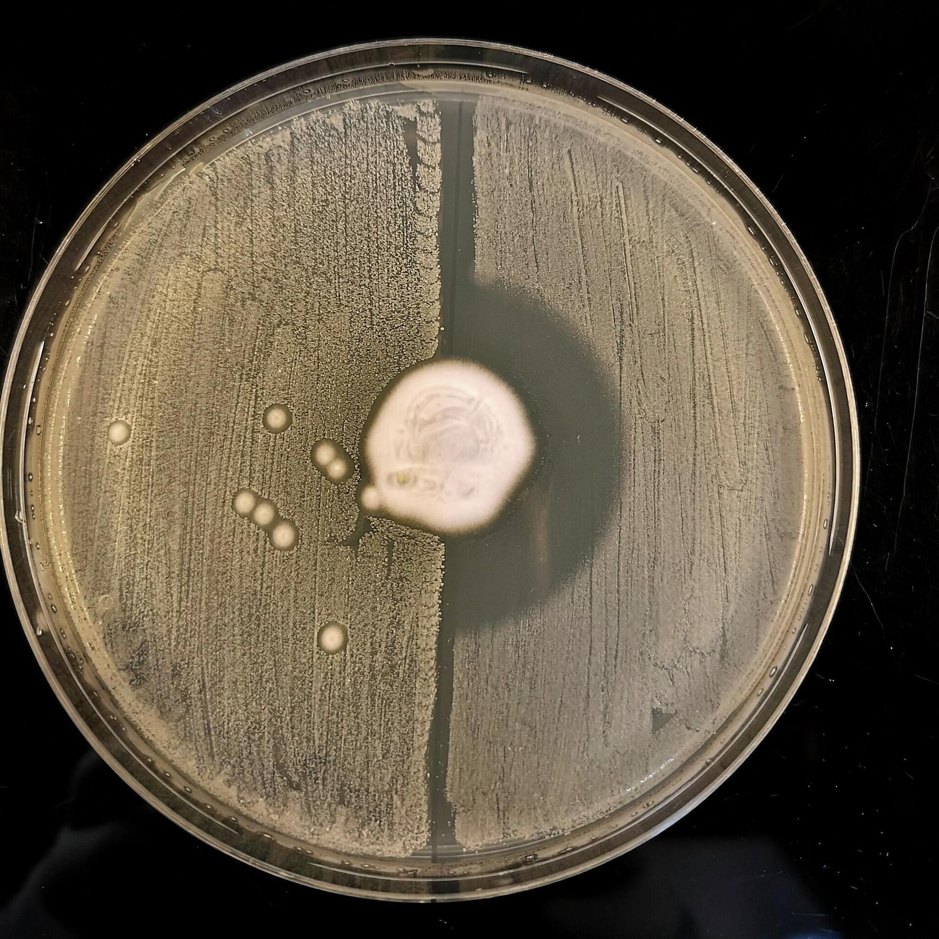 В центре лабораторной чашки с агар-агаром расположен грибок Trichophyton erinacei. В правой половине, где были чувствительные к метициллину бактерии Staphylococcus aureus, все микробы погибли. В левой, где расположены МРЗС, продолжается бактериальный рост - РИА Новости, 1920, 16.08.2022