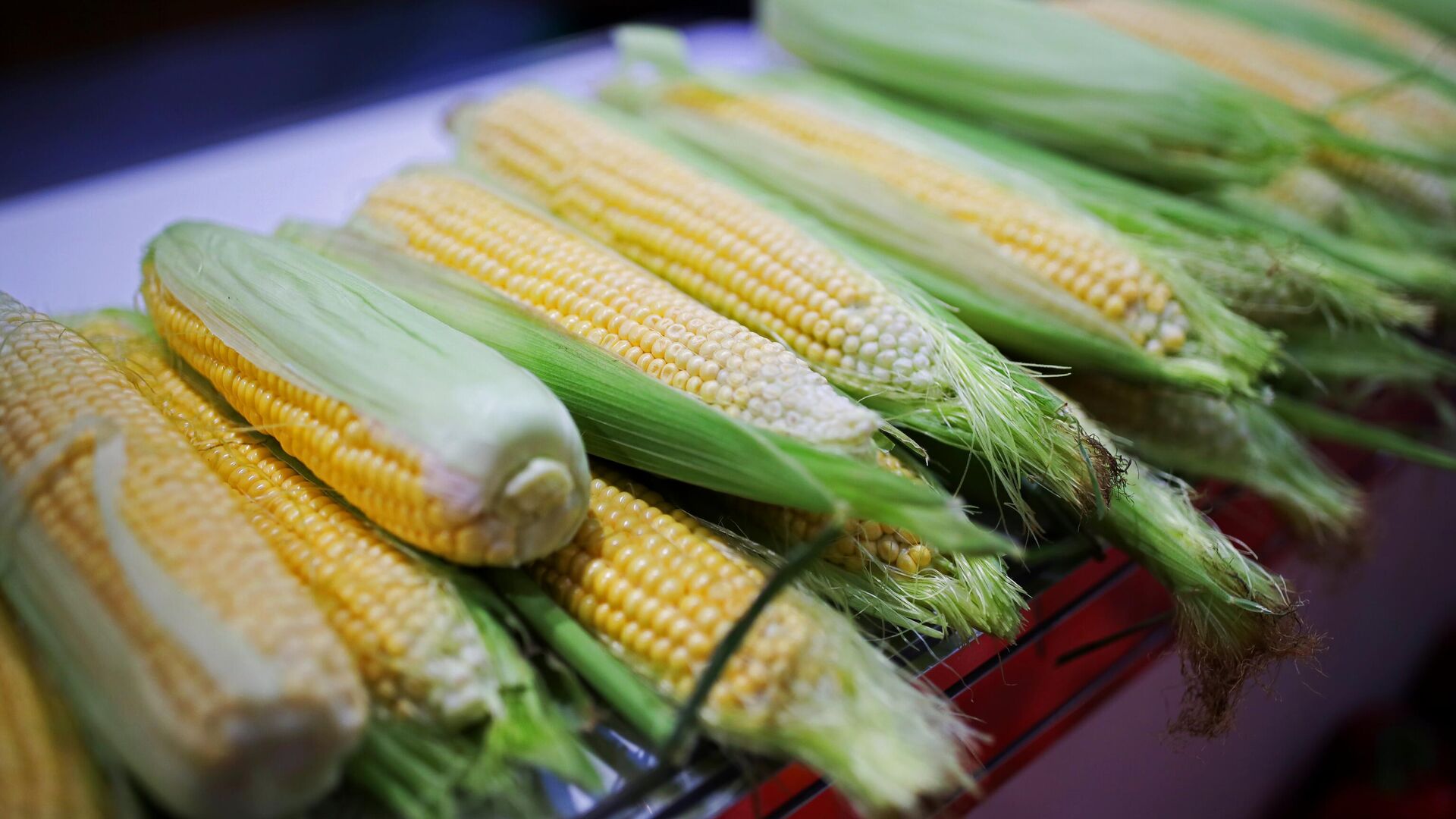 Початки кукурузы Початки кукурузы - РИА Новости, 1920, 12.12.2022