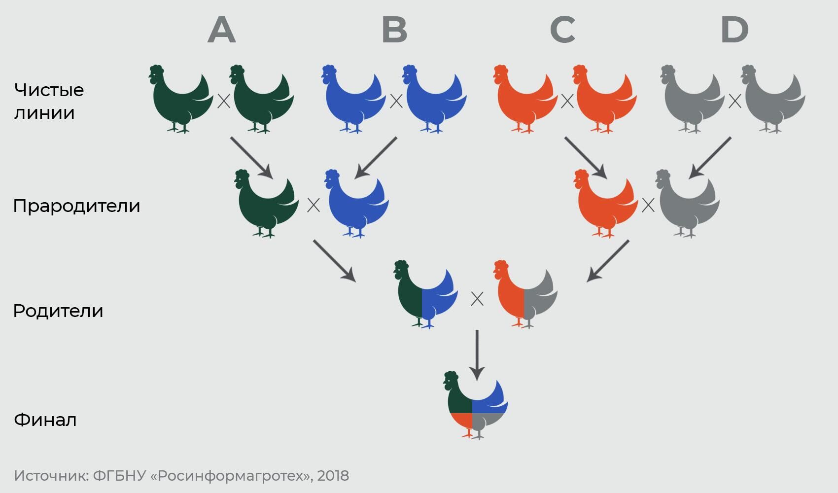 Схема получения финишного гибрида при четырехлинейном скрещивании - РИА Новости, 1920, 17.08.2022