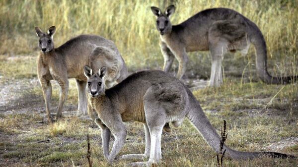 Серые кенгуру в Австралии