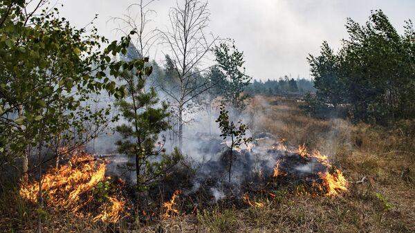 Пожар в лесном массиве в Рязанской области