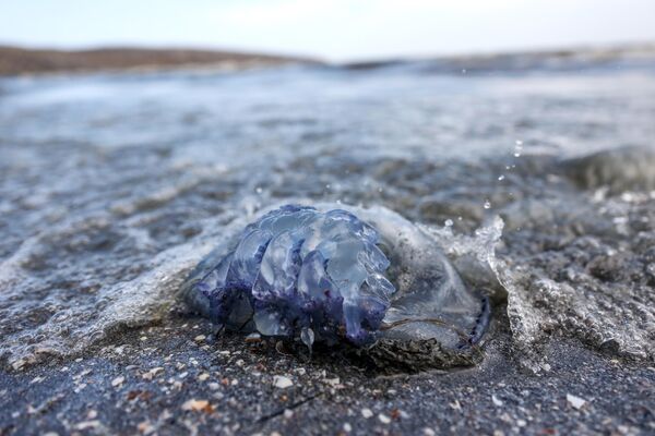 Медуза не берегу Азовского моря в Крыму