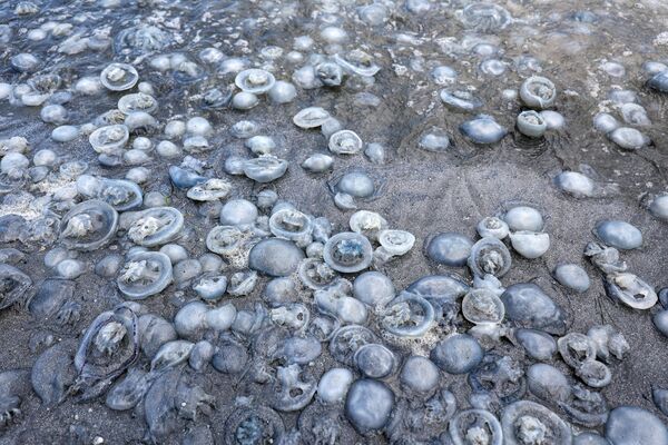 Скопление медуз у побережья Азовского моря в Крыму