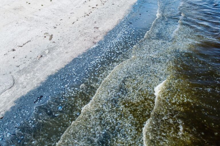 Скопление медуз у побережья Азовского моря в Крыму