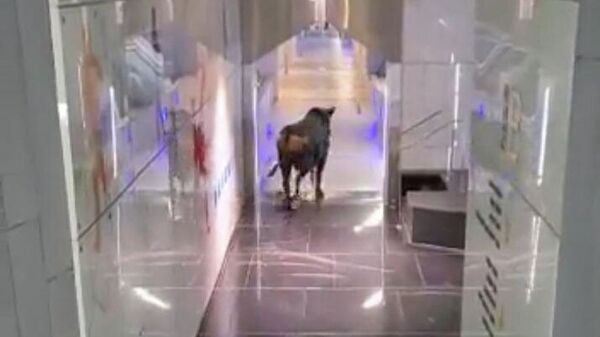 Разъярённый бык ворвался в отделение банка в городе Лод