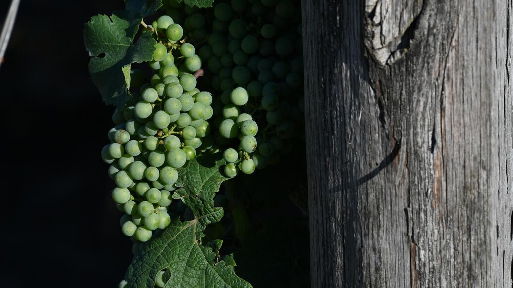 Российское вино продали на аукционе за рекордные 750 тысяч рублей