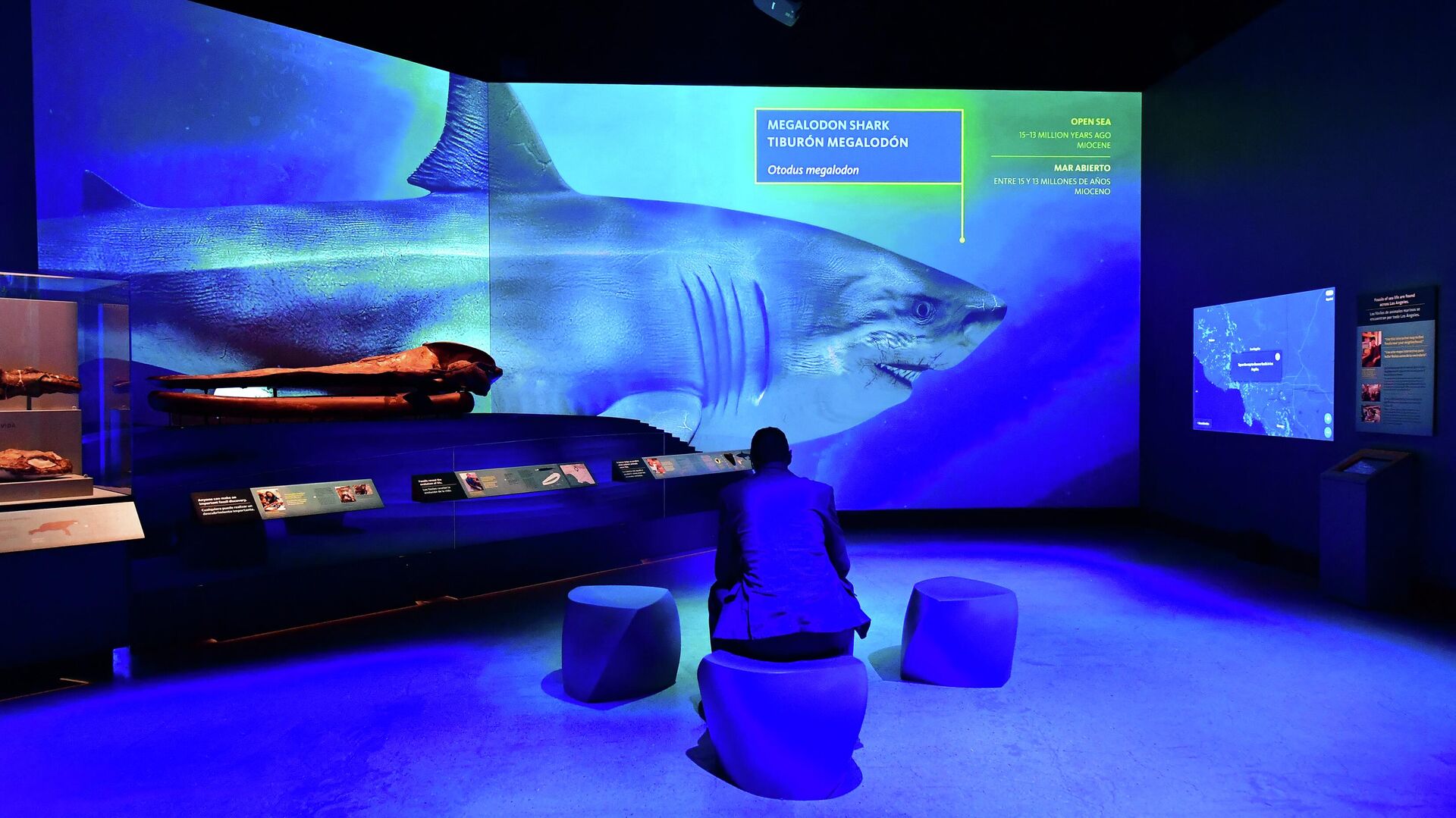 Изображение акулы-мегалодона в натуральную величину в Музее естественной истории в Лос-Анджелесе - РИА Новости, 1920, 23.08.2022