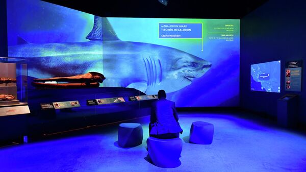 Изображение акулы-мегалодона в натуральную величину в Музее естественной истории в Лос-Анджелесе