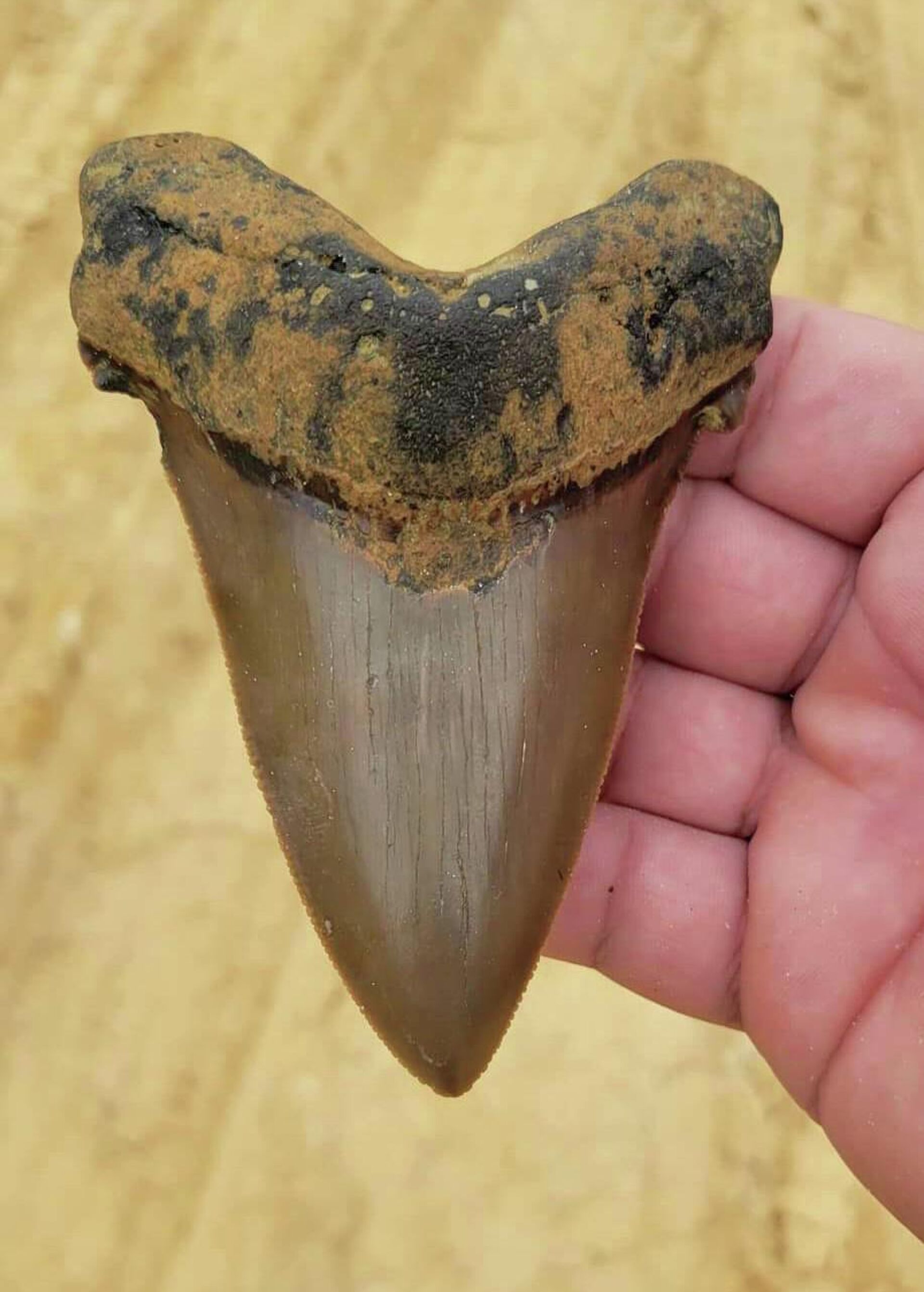 Зуб доисторической акулы, найденный 8-летним мальчиком в Южной Каролине - РИА Новости, 1920, 23.08.2022
