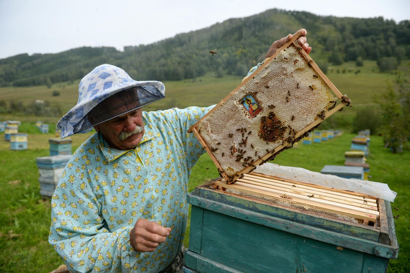 Пчеловод на пасеке Мёдом в ухо на территории особой экономической зоны Бирюзовая Катунь в Алтайском крае