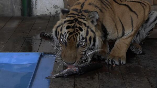 Тяжелый путь Гектора – история тигра с поврежденными при похищении лапами