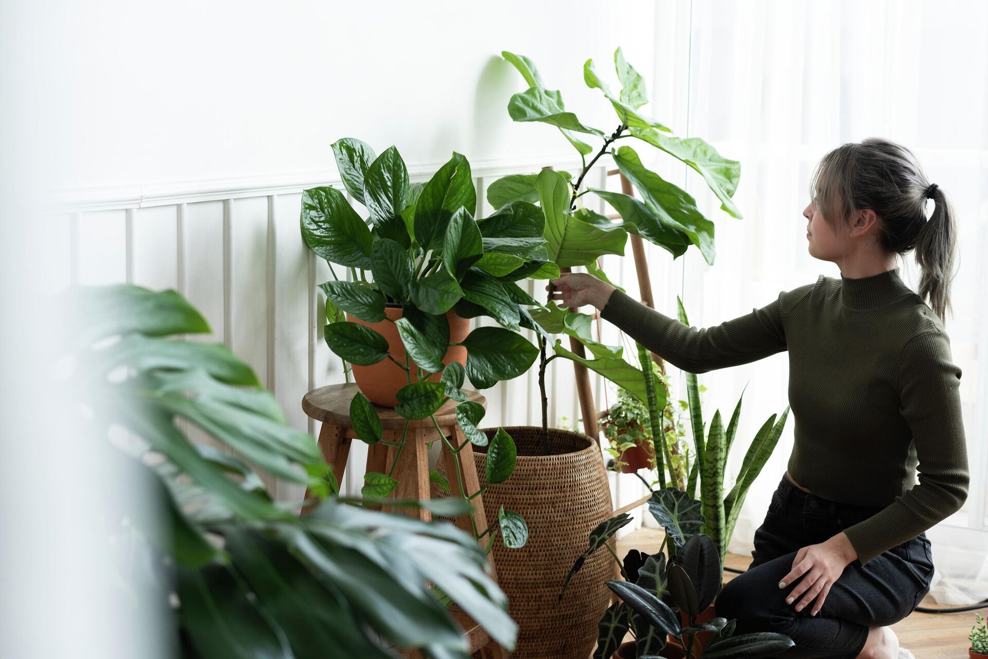 Цветок кротон: базовый уход за декоративным растением в домашних условиях
