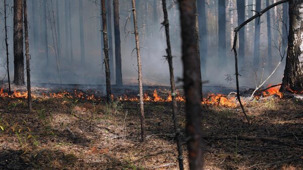 В Подмосковье за сутки потушили 16 лесных пожаров
