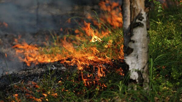 В Курганской области устранили угрозу распространения ландшафтного пожара
