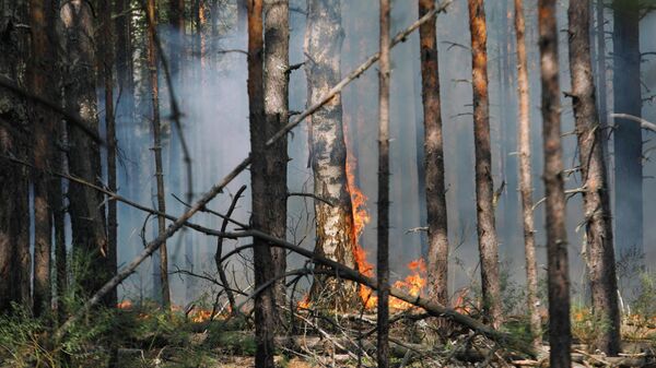 В Приамурье ввели запрет на посещение лесов