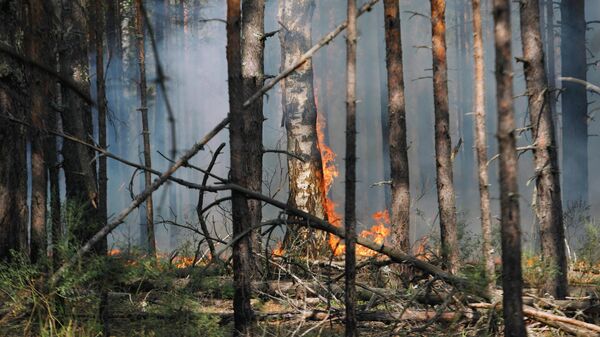В Ростовской области локализовали крупный лесной пожар