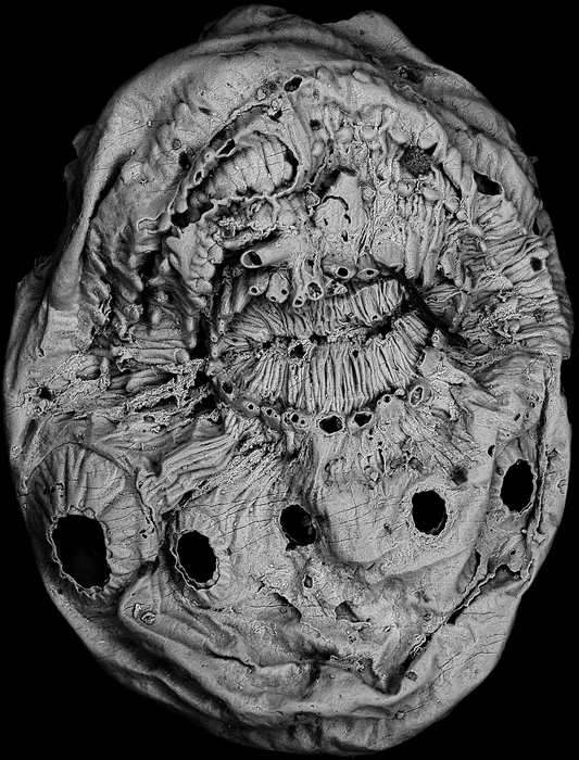 Saccorhytus coronarius - РИА Новости, 1920, 26.08.2022