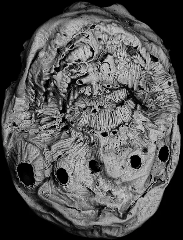 Saccorhytus coronarius
