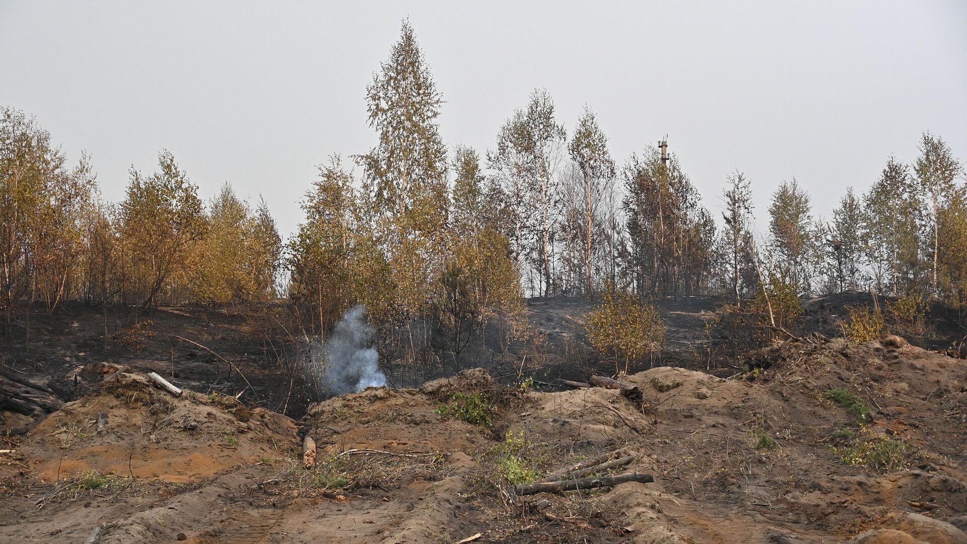 На месте пожара в лесу в Рязанской области - РИА Новости, 1920, 02.09.2022