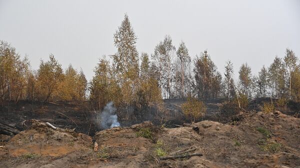 На месте пожара в лесу в Рязанской области