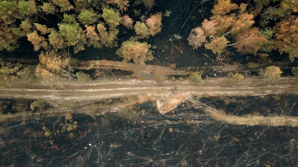 Последствие лесного пожара в Рязанской области