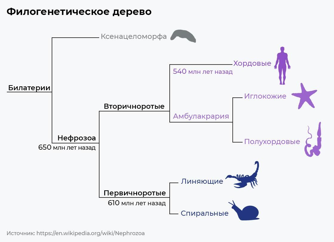 Филогенетическое дерево - РИА Новости, 1920, 26.08.2022