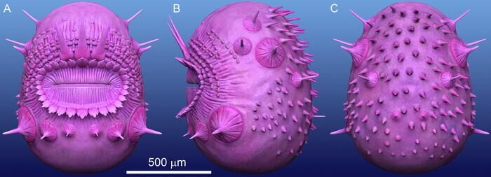 Saccorhytus coronarius - РИА Новости, 1920, 26.08.2022