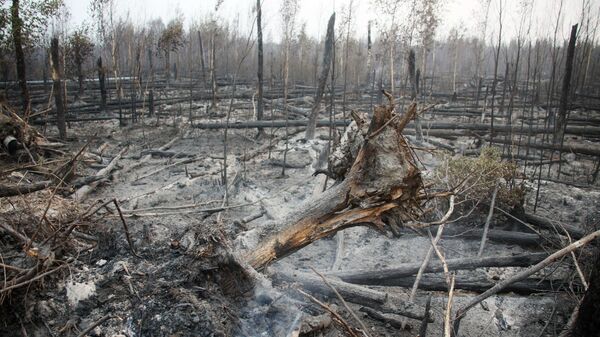 На Дальнем Востоке ликвидировали все лесные пожары