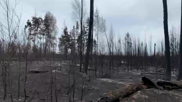 Кадры леса после пожаров в Рязанской области