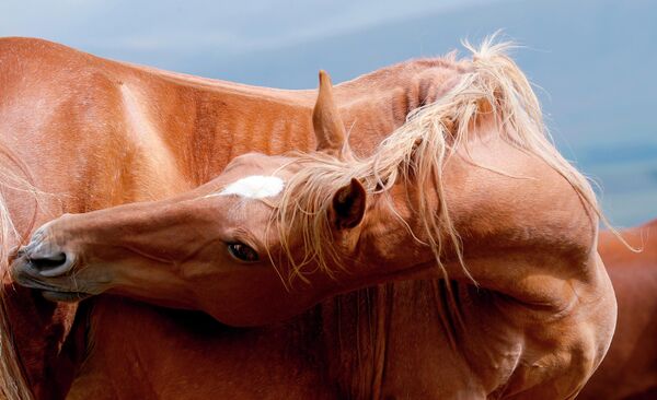 Лошадь кочевников на высокогорном степном плато Суусамырской долины в Киргизии