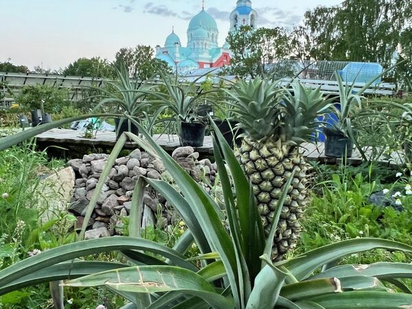 Сад Валаама (ананас) Сад Валаама (ананас)