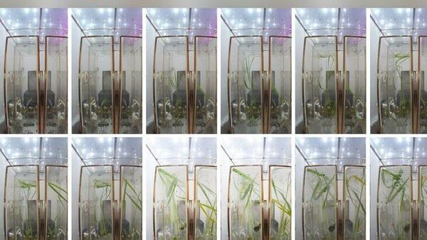 Выращивание риса в условиях микрогравитации на борту китайской космической станции