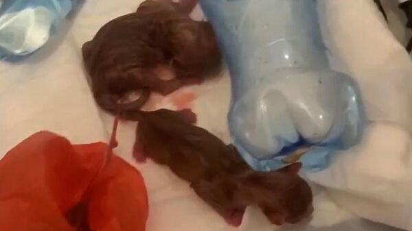 Шанс на жизнь: новорожденных котят в мешке спасли из помойки благодаря их писку