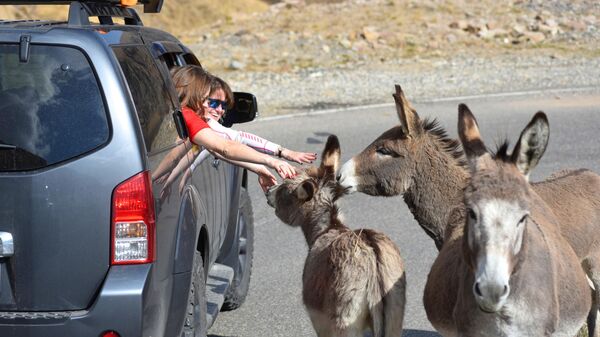 Туристы гладят осликов на дороге Кисловодск-Джилы-Су в Кабардино-Балкарии